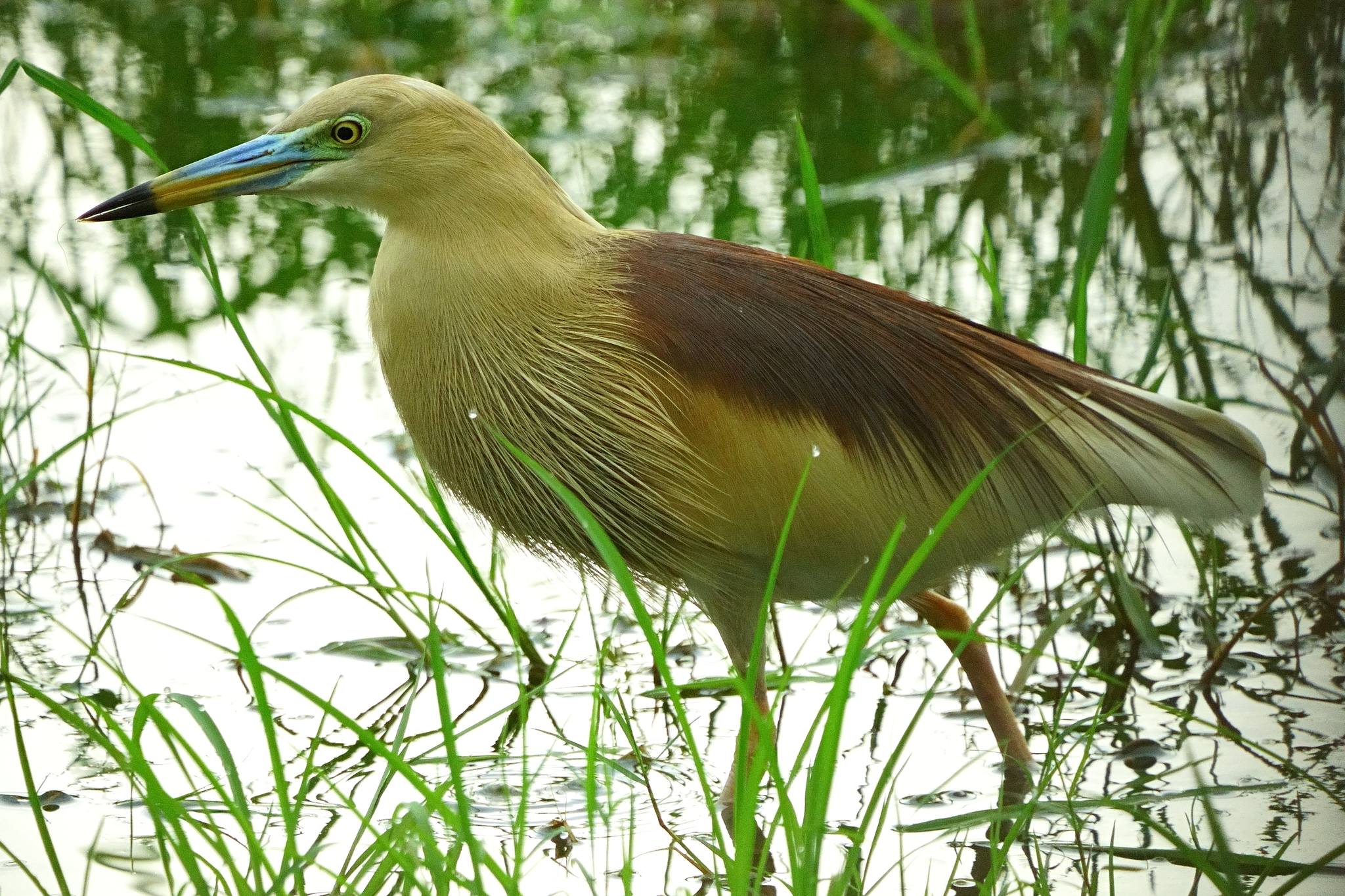 Squacco Heron Bird